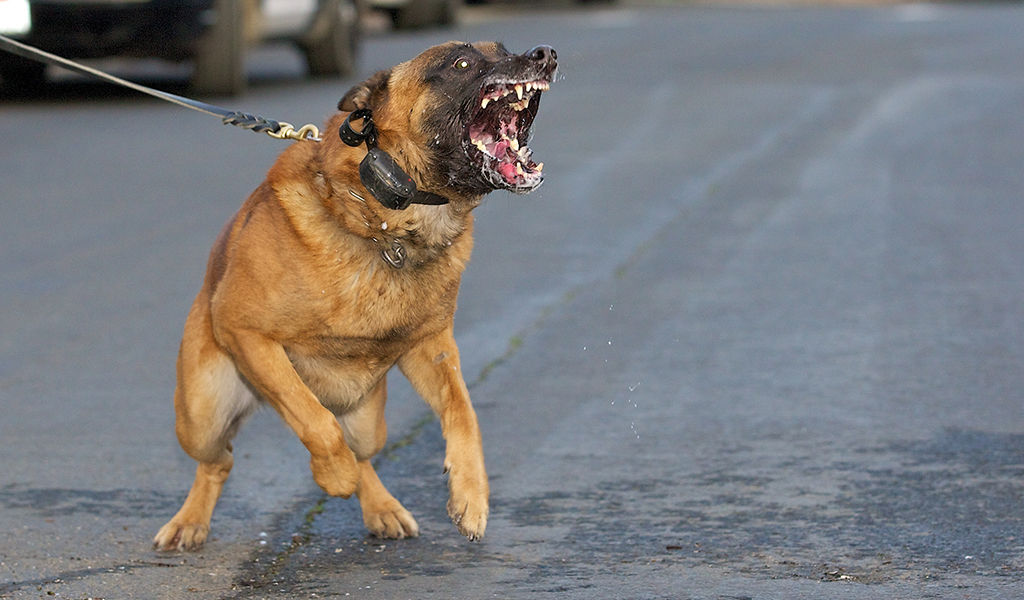 snarling dog showing teeth